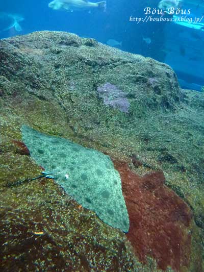 新江ノ島水族館その2_d0128697_101674.jpg