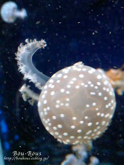 新江ノ島水族館その2_d0128697_1275766.jpg