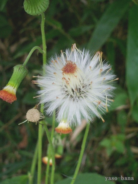 キク科の花・・・_e0025300_15295918.jpg