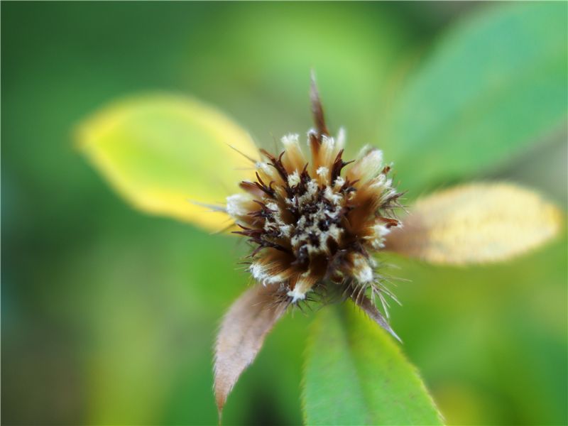 おけら、オケラ、朮　赤塚植物園_f0224100_7165223.jpg