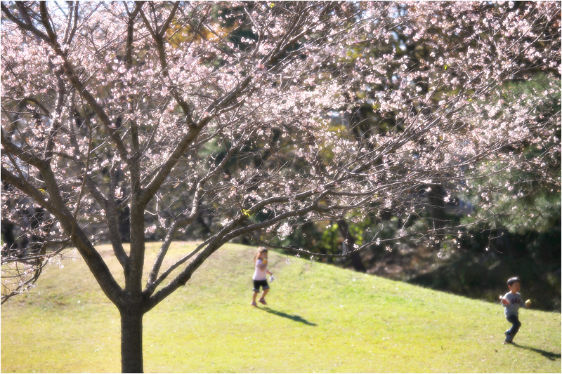 十月桜の咲く頃_e0031502_030852.jpg