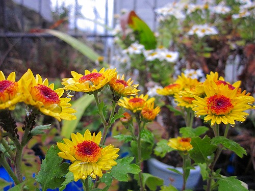 雨に濡れた菊も素敵です～♪_d0172010_2051713.jpg