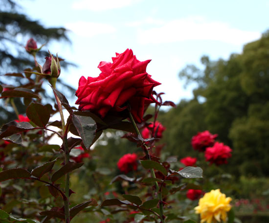 植物園の秋_e0048413_22251587.jpg