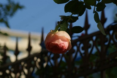 f0170524_1981566.jpg