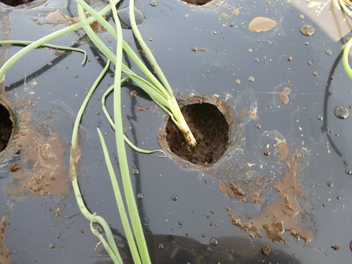 玉ねぎ極早生の定植....晩生苗の植え付け準備も完了!_b0137932_1944498.jpg