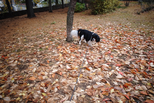 ようやく晴れたので・・・西岡公園へGO。_c0051132_2042567.jpg