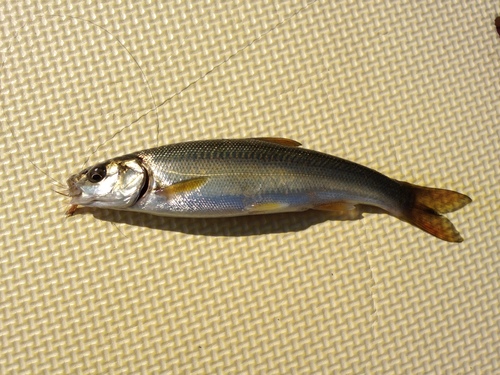 裏磐梯釣行その2_c0149633_20122150.jpg
