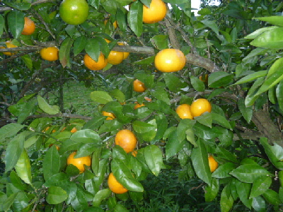 晩秋の北斗農園の収穫物　　　　（椎茸ライス）_b0246036_10372654.jpg