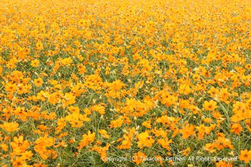 髭の渡しコスモス園！（兵庫県尼崎市）_a0165538_1010284.jpg