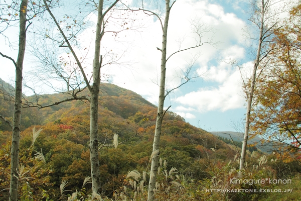 ワタシは何度も恋をする①♪　in 牛曵山・白樺林_b0197639_1430458.jpg