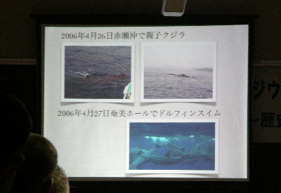 シンポジウム奄美のイルカ・クジラ2012_f0062839_2244140.jpg