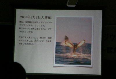 シンポジウム奄美のイルカ・クジラ2012_f0062839_2252186.jpg