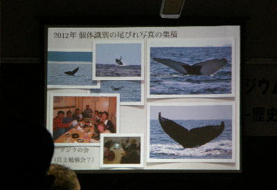シンポジウム奄美のイルカ・クジラ2012_f0062839_2292541.jpg