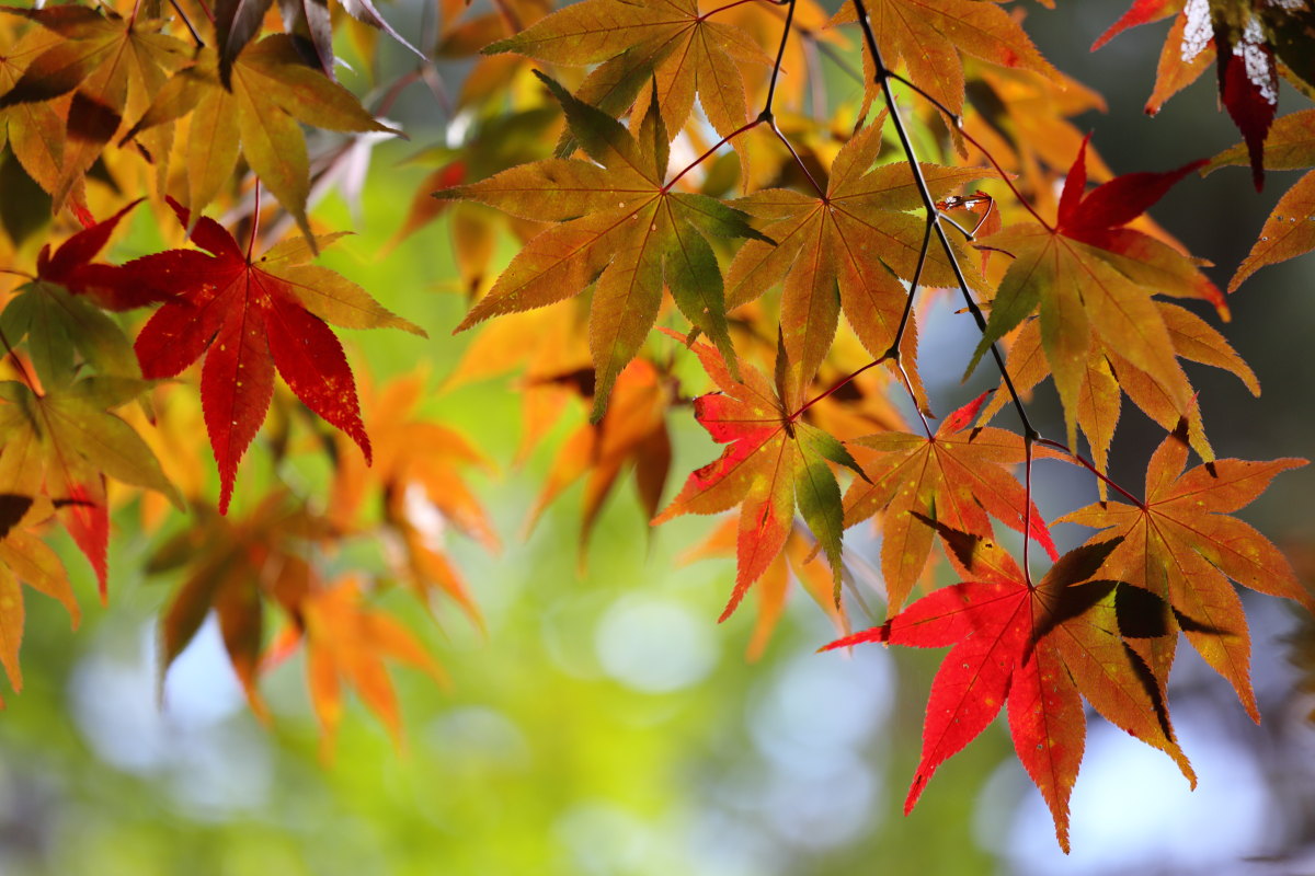 紅葉散策　～白山吉野～_d0135242_23175449.jpg