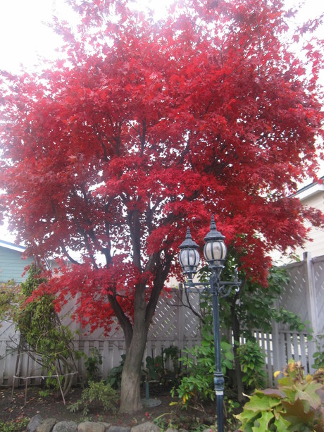 庭の野村もみじの紅葉と北こぶしのカット Machiのきままな生活記録 庭の野村もみじの紅葉と北こぶしのカット Machiのきままな生活記録