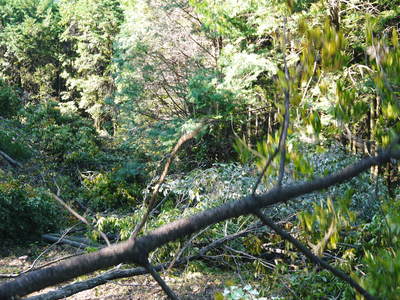 原木しいたけ 原木の伐採 その2(実演編)_a0254656_1844888.jpg