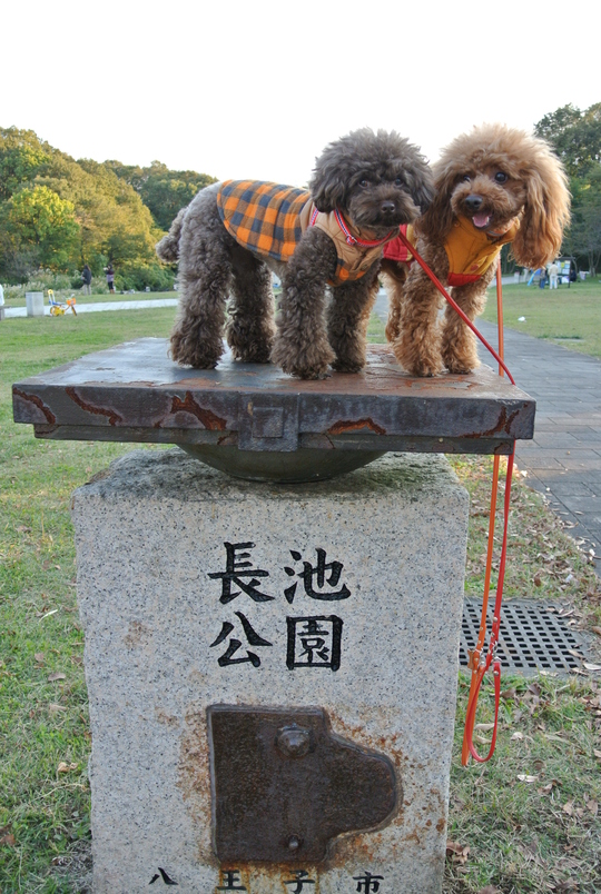 長池公園_d0160960_19551430.jpg