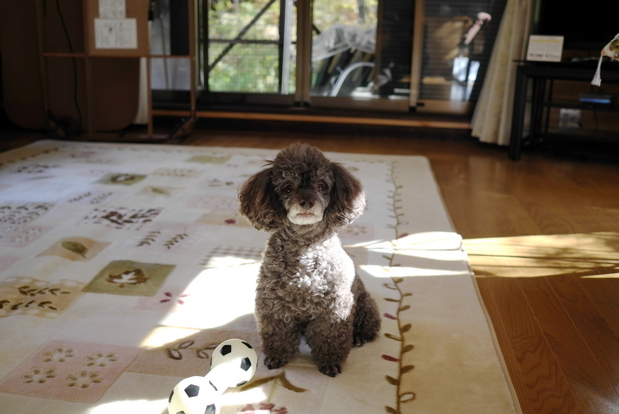 c0084268_811440.jpg