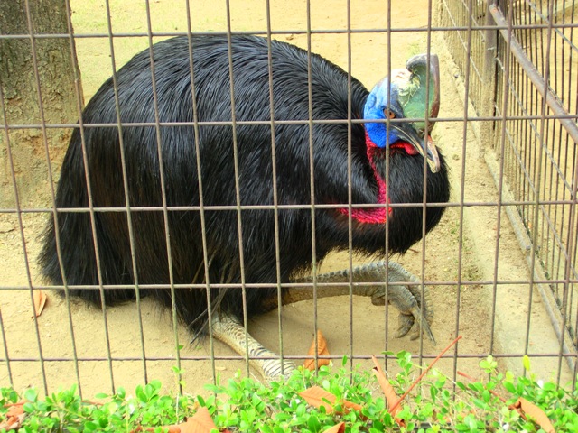 とべ動物園_c0105569_1424992.jpg