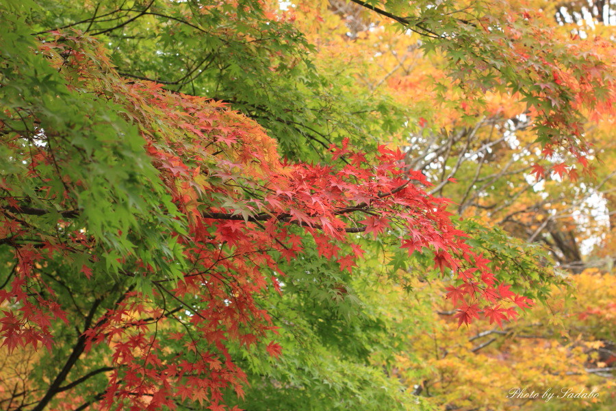 河口湖・紅葉祭り－続編－_d0192990_20493379.jpg