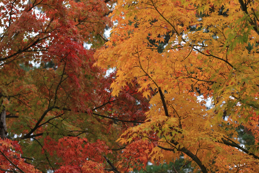 河口湖・紅葉祭り－続編－_d0192990_205340100.jpg