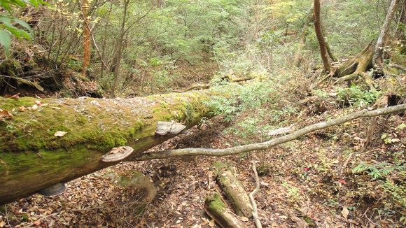 f0036700_1311190.jpg