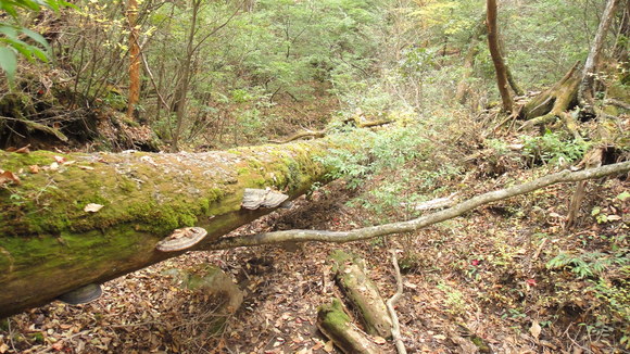 紅葉の霧島連山縦走_f0036700_1311190.jpg