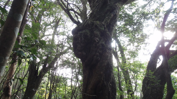 紅葉の霧島連山縦走_f0036700_1330513.jpg