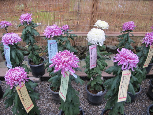 弥彦神社菊祭り・新潟県菊花展覧会（１２）_c0075701_20251340.jpg