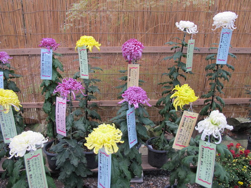 弥彦神社菊祭り・新潟県菊花展覧会（１２）_c0075701_2025610.jpg