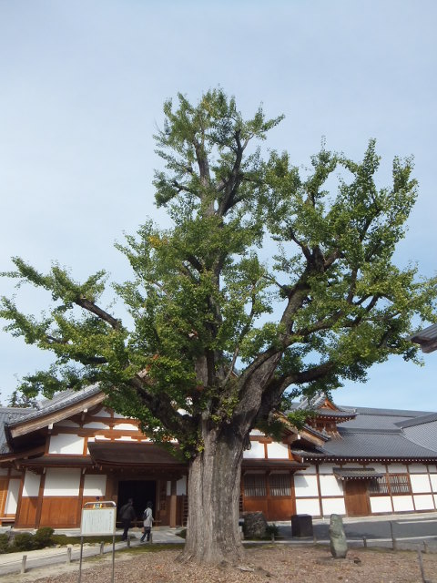 虎渓山　永保寺（こけいざん　えいほうじ）  _a0271502_13543077.jpg