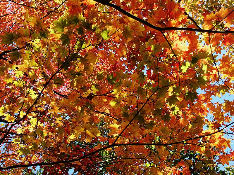 日本庭園の紅葉見頃に_b0231705_0151581.jpg