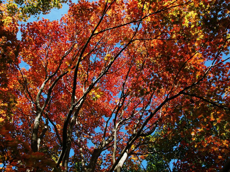 日本庭園の紅葉見頃に_b0231705_065110.jpg