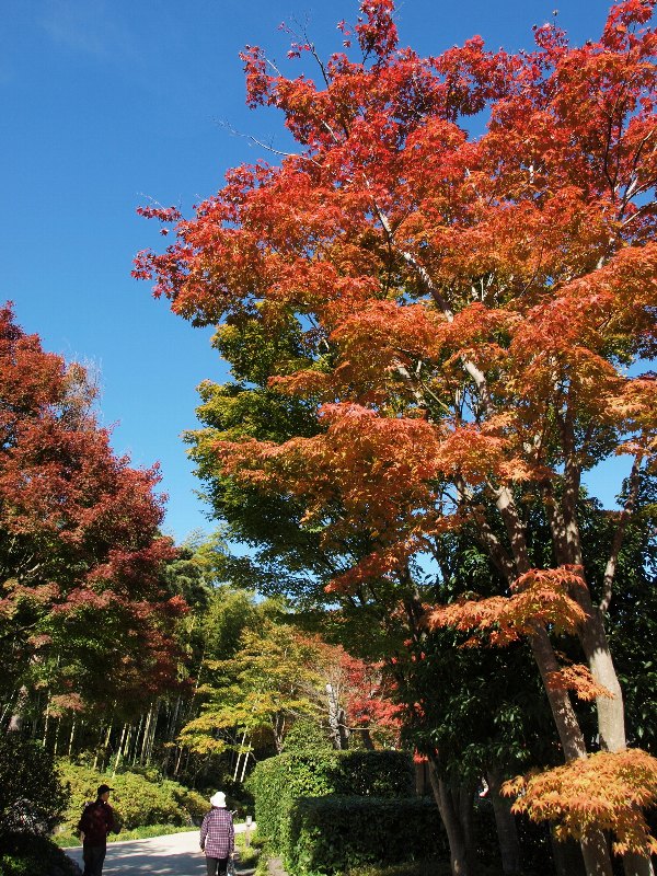 日本庭園の紅葉見頃に_b0231705_094974.jpg