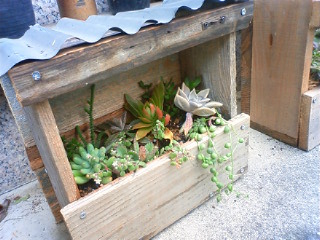 多肉寄せ植え 木箱 Mieux 多肉寄せ植え 木箱 Mieux