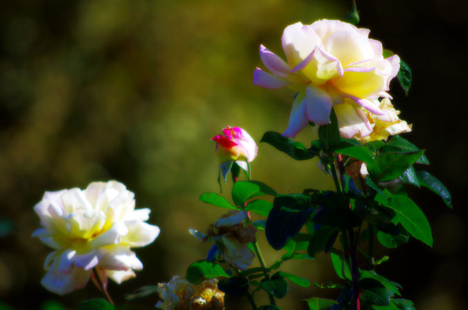 a0263109_144216100.jpg