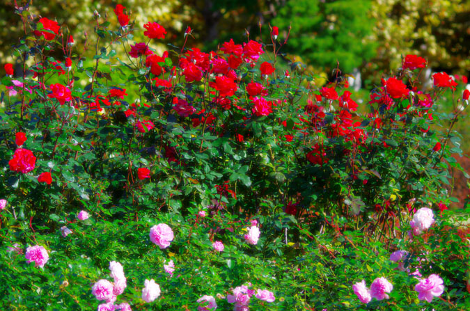 a0263109_14427100.jpg