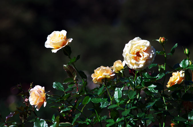 a0263109_14433779.jpg
