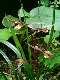 Cymbidium kanran \'Tenyou\'_b0099813_1302238.jpg