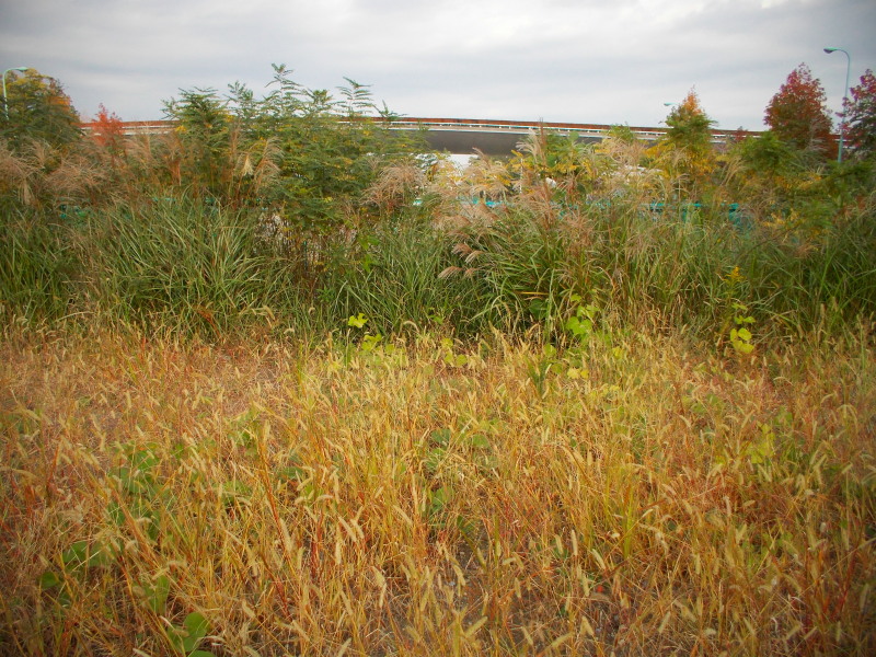 c0109827_200917.jpg