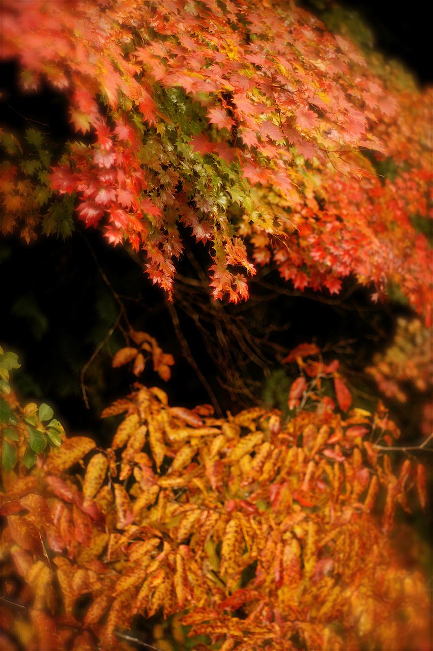 e0044929_193462.jpg