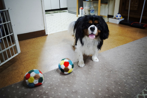 予報通りに一日中悪天候。_c0051132_2032213.jpg