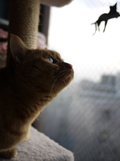 鳥さんがいる猫 しぇる編。_a0143140_20512123.jpg