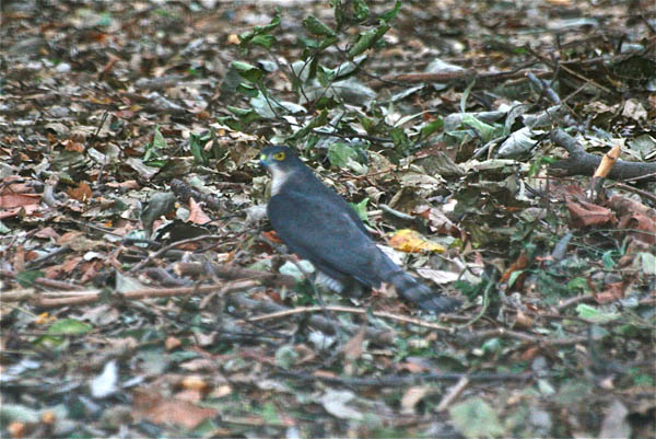 日々是日記／毎朝の散歩で出逢う野鳥たち。_b0019140_14442363.jpg