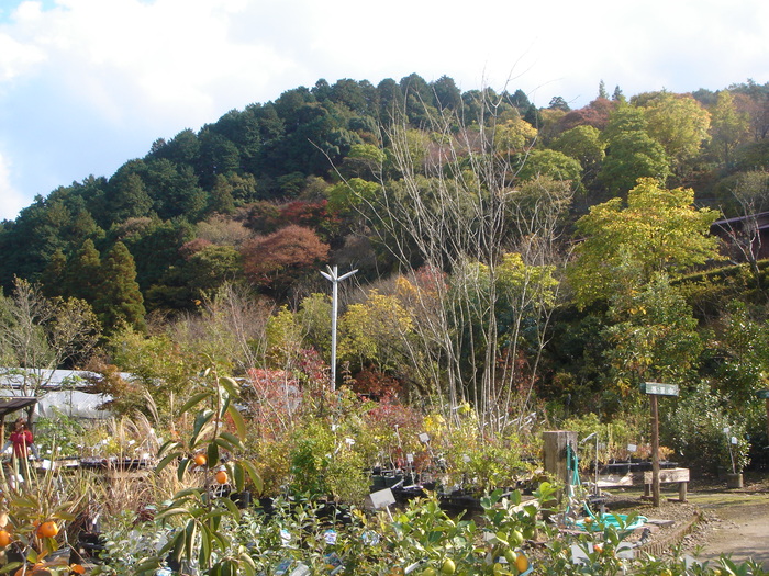 田主丸へ・・・・_a0124843_1853771.jpg