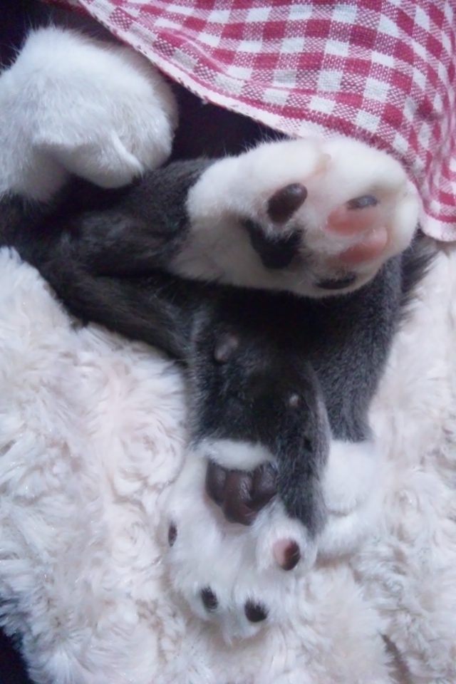c0208352_1571630.jpg