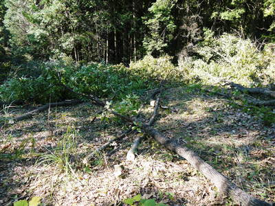 原木しいたけ 原木の伐採 その3(伐採初体験)_a0254656_15473122.jpg