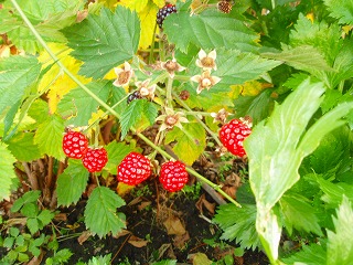 e0004756_2016956.jpg