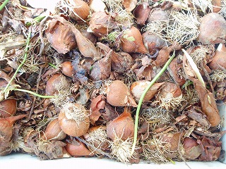 e0004756_2033211.jpg