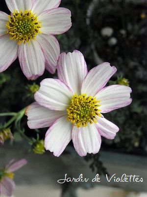 e0118257_21331568.jpg